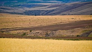 طرح جهش تولید در دیمزارها راهی برای رسیدن به خودکفایی محصولات اساسی