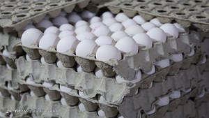 تخم مرغ کمتر از نرخ مصوب در فروشگاه های زنجیره ای عرضه می شود