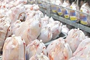 مرغ منجمد به میزان مورد نیاز توزیع می شود/ توزیع مرغ منجمد به طور مستمر با نرخ مصوب