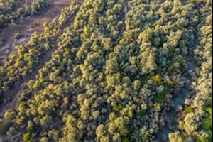 اراضی تصرف‌شده منطقه «دز» به طبیعت بازمی‌گردد