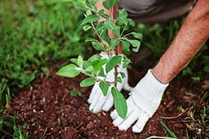 کاشت نهال جایگزین ۶ ماه حبس برای متهمان در خوزستان