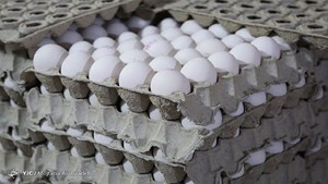 عرضه هر عدد تخممرغ بالاتر از ۴ هزار تومان گرانفروشی است