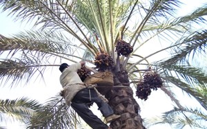 تشکیل ۲ کمیته به منظور بررسی مشکلات کشاورزی خوزستان