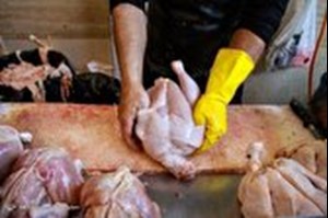 ذخایر نهاده های دامی مطلوب است/تولید ماهانه ۲۵۰ هزار تن گوشت مرغ در کشور