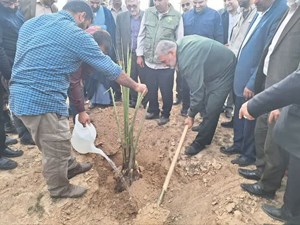 کاشت پنج میلیون نهال در خوزستان