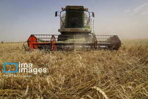 تسهیل دسترسی کشاورزان خوزستانی به اعتبارات بانکی در طرح گندم