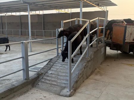 گاومیش اصلاح شده خوزستان به عرصه تولید رسید