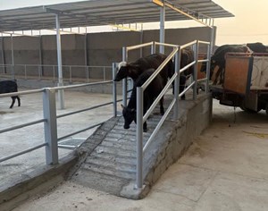 گاومیش اصلاح شده خوزستان به عرصه تولید رسید