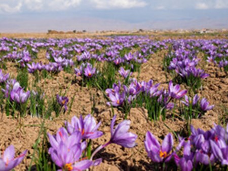 رئیس جهاد کشاورزی استان خبر داد: سطح زیرکشت زعفران در خوزستان به ۳۲ هکتار می‌رسد/ آغاز کشت نیمه‌مکانیزه در دزپارت