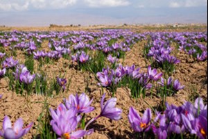رئیس جهاد کشاورزی استان خبر داد: سطح زیرکشت زعفران در خوزستان به ۳۲ هکتار می‌رسد/ آغاز کشت نیمه‌مکانیزه در دزپارت