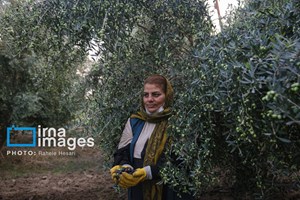 جمهوری اسلامی ایران جزو ۱۰ کشور اول دنیا در محصولات باغبانی است