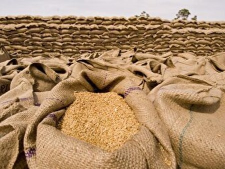 تولید بیش از ۳ هزار تن گندم بذری در تعاون روستایی اهواز