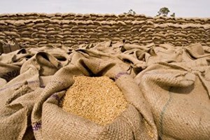 تولید بیش از ۳ هزار تن گندم بذری در تعاون روستایی اهواز