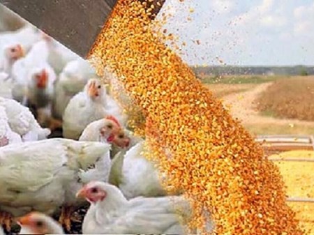 استفاده از تریاک در صنعت طیور کذب است