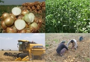 رشد تولید با توسعه اقتصادی در بخش روستایی و عشایری