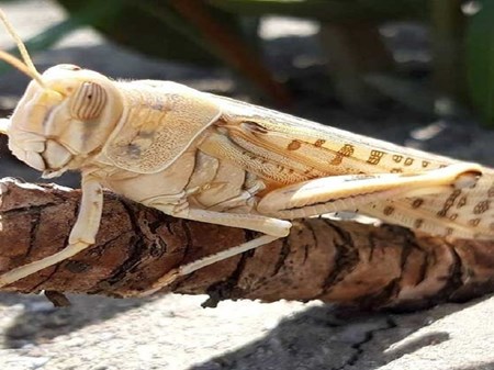 احتمال حمله ملخ صحرایی به استان‌های جنوبی کشور