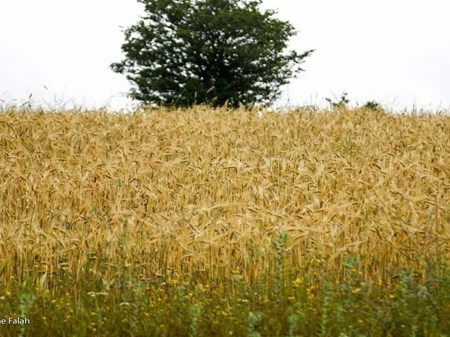 کشاورزان مناطق غرب برای کشت مشکلی ندارند