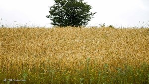 کشاورزان مناطق غرب برای کشت مشکلی ندارند