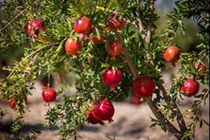 برداشت ۱۲ هزار تن انار از باغات خوزستان/ باغملک دارای بیشترین سطح زیرکشت