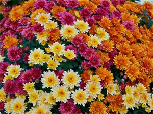 باغ گیاه‌شناسی ایران جز ۱۰ باغ برتر جهان است