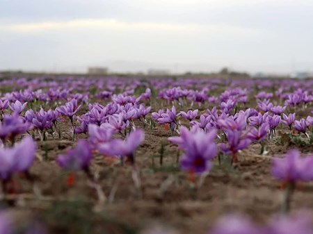 آغاز فصل کاشت طلای سرخ در خوزستان؛ دزپارت قطب تولید زعفران استان