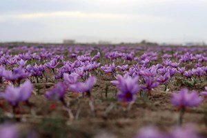 آغاز فصل کاشت طلای سرخ در خوزستان؛ دزپارت قطب تولید زعفران استان