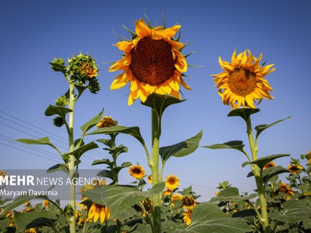 توسعه الگوی کشت‌های کم‌آب‌بر با اجرای طرح آزمایشی آفتابگردان در اهواز