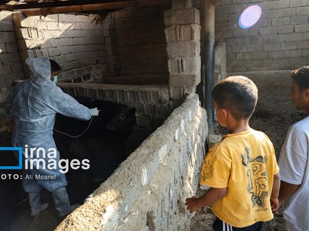 آغاز فاز دوم واکسیناسیون تب برفکی در دام‌های خوزستان