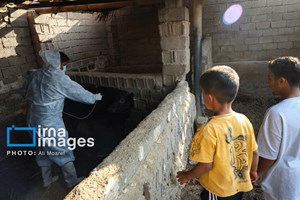 آغاز فاز دوم واکسیناسیون تب برفکی در دام‌های خوزستان