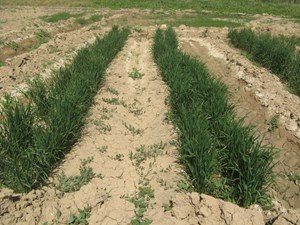 نجات زمینهای شور خوزستان با روشهای نوین کشاورزی