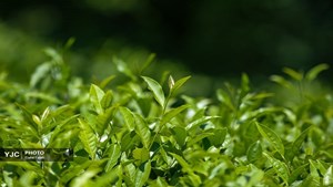 رشد ۵ درصدی خرید تضمینی برگ سبز چای نسبت به سال قبل/ ۷۰ درصد مطالبات چایکاران پرداخت شد