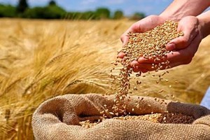 قیمت گذاری دستوری محصولات اساسی معنایی ندارد
