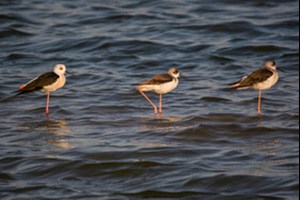 رئیس اداره احیای تالاب‌های استان خبر داد:  شمارش بیش از ۷۱ هزار پرنده مهاجر در خوزستان/ مشاهده گونه‌های لیست سرخ IUCN