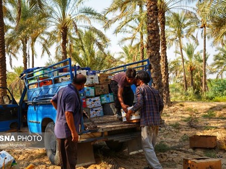 از نخل و خرما تا انگور و کنجد؛ ظرفیت‌های رویدادمحور شهرستان کارون معرفی می‌شوند