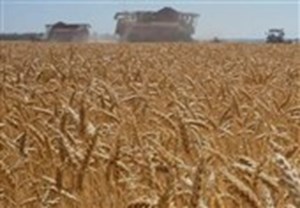 ورود کشتی‌های بزرگ گندم به کشور/ ذخایر راهبردی تقویت می‌شود