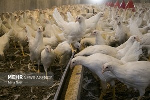 تیر رانت‌خواران برای ایجاد اختلال در بازار مرغ به سنگ خورد!