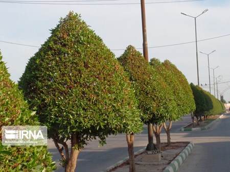 لزوم هرس درختان کنوکارپوس قبل از نخستین بارندگی پاییزه در خوزستان