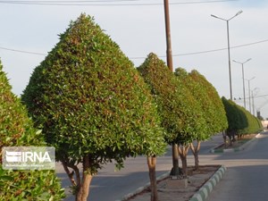 لزوم هرس درختان کنوکارپوس قبل از نخستین بارندگی پاییزه در خوزستان