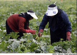 ۱۱ کشاورز خوزستانی برگزیده ملی شدند