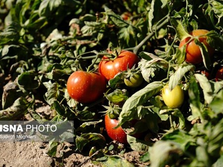 جای خالی برچسب اصالت در ردیابی محصولات کشاورزی / هشدار درباره اخبار سلامت در فضای مجازی