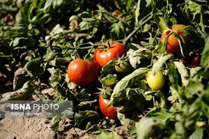 جای خالی برچسب اصالت در ردیابی محصولات کشاورزی / هشدار درباره اخبار سلامت در فضای مجازی