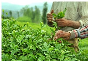 خوش‌بینی صادرکنندگان چای هند به بازار بزرگ ایران