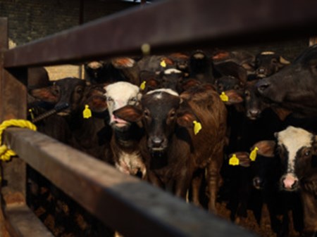 وضعیت کنترل شده اما شکننده تب برفکی در خوزستان/۱۰ شهرستان درگیر با بیماری