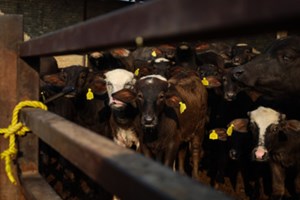 وضعیت کنترل شده اما شکننده تب برفکی در خوزستان/۱۰ شهرستان درگیر با بیماری