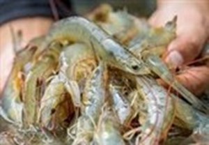 افزایش چشمگیر سطح زیرکشت میگو در خوزستان؛ عبور از مرز هزار هکتار در سال جاری