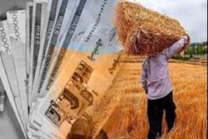 بخشی از مطالبات گندمکاران خوزستان تا پایان هفته واریز می‌شود