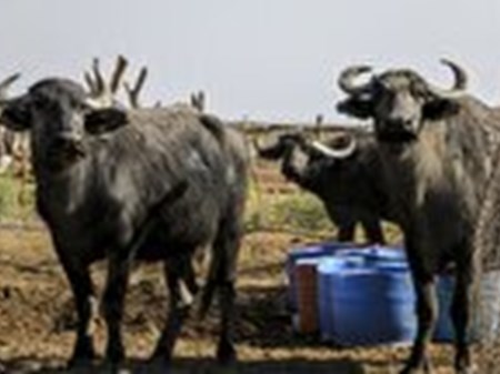 خوزستان و گلستان از قطب‌های اصلی صنعت گاومیش داری در کشور