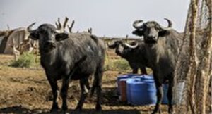 خوزستان و گلستان از قطب‌های اصلی صنعت گاومیش داری در کشور