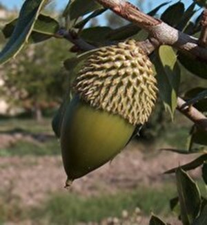 حفاظت از زاگرس با آموزش کاشت بذر بلوط به دانش‌آموزان خوزستانی